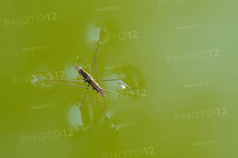 Two Common Pond Skaters