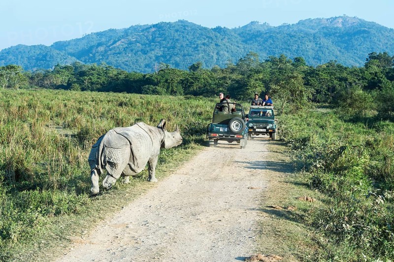 Indian rhinoceros