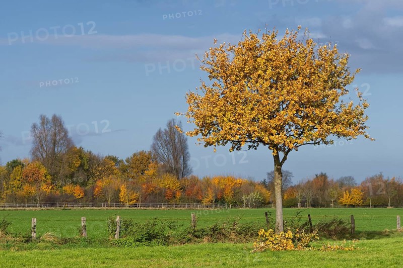 English oak
