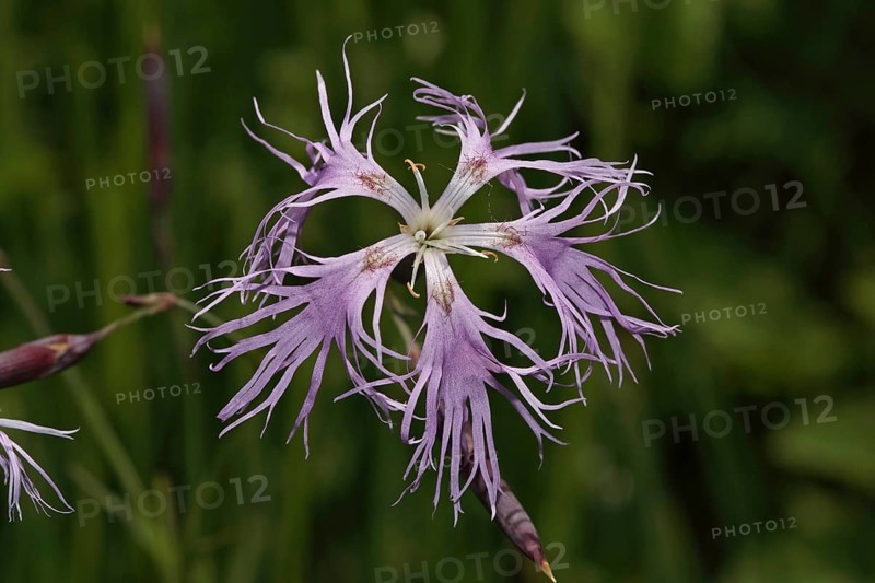 Splendid Carnation