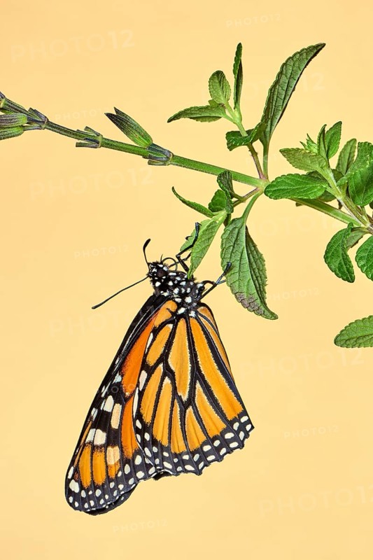 Monarch butterfly