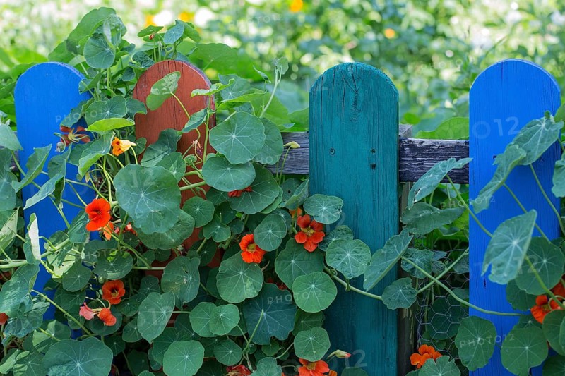 Nasturtium on garden fence