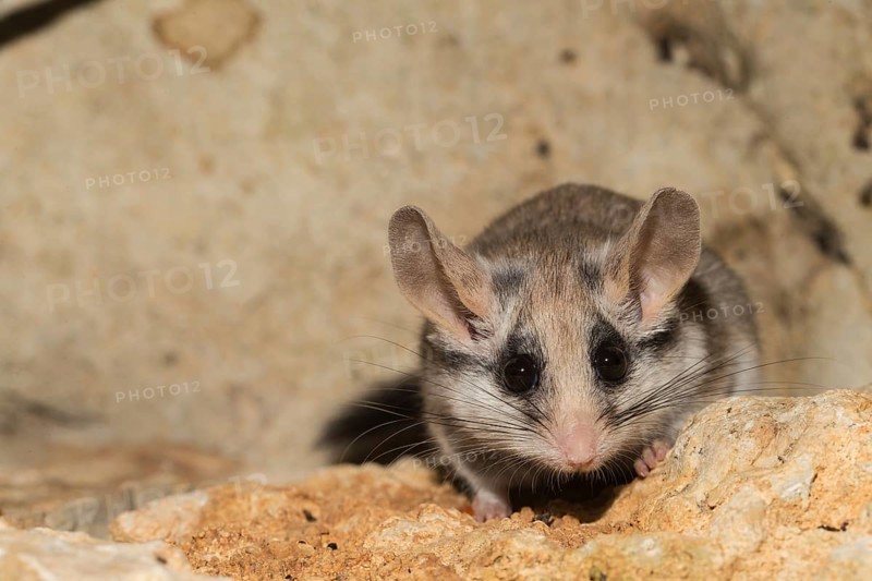 Asian garden dormouse