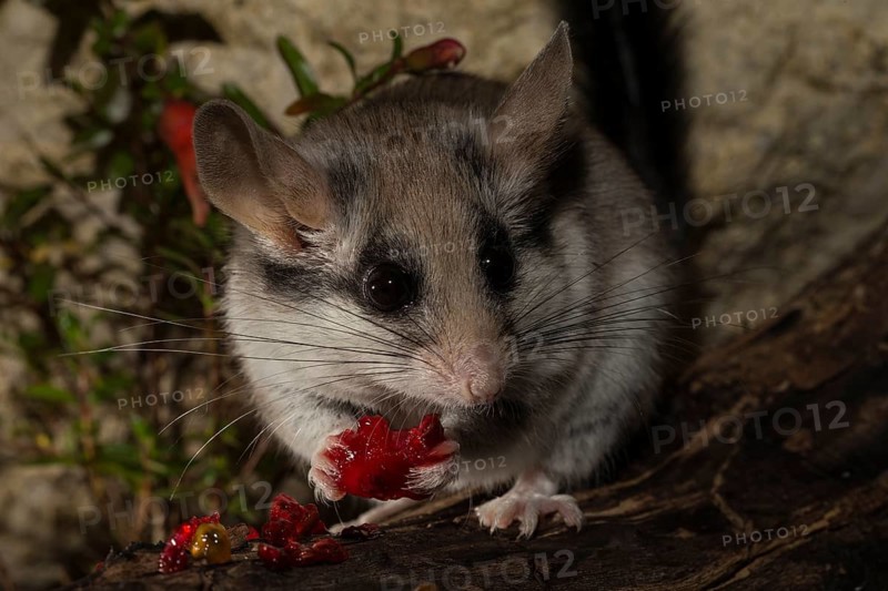 Asian garden dormouse