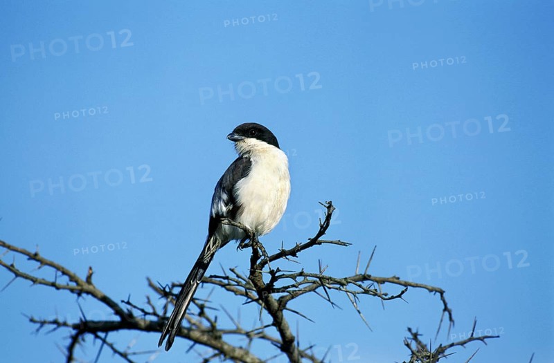 LONG TAILED FISCAL