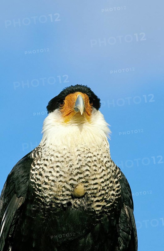 Crested Caracara