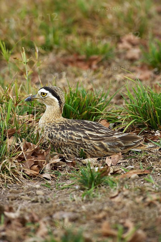 Double striped thick knee
