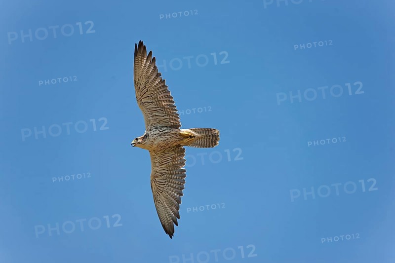 Saker falcon
