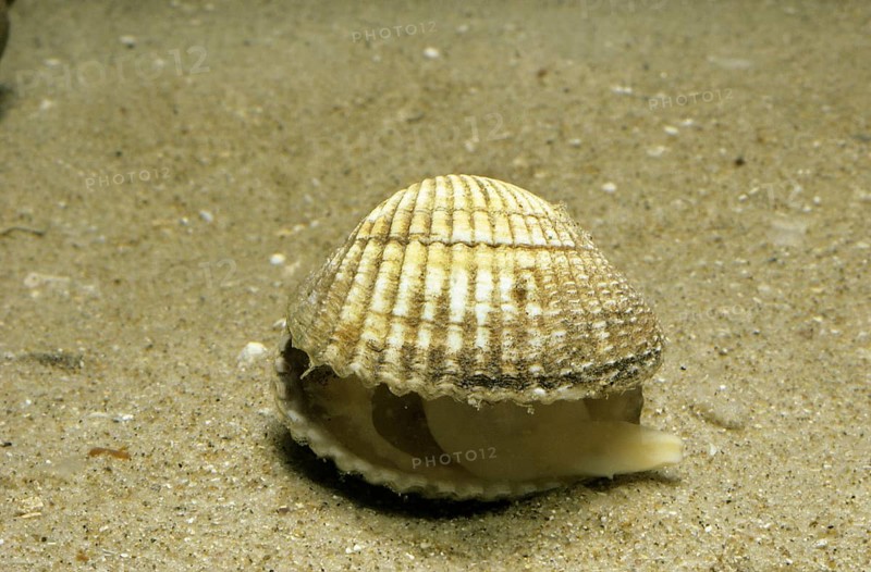 Common cockle