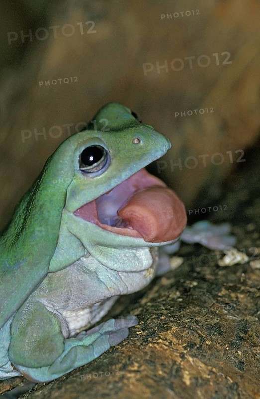 WHITE Australian green tree frog