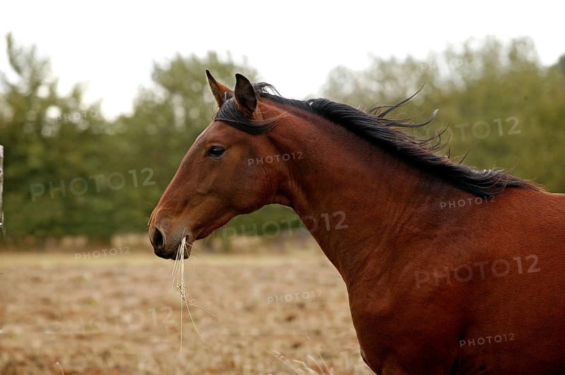 Lusitano stallion