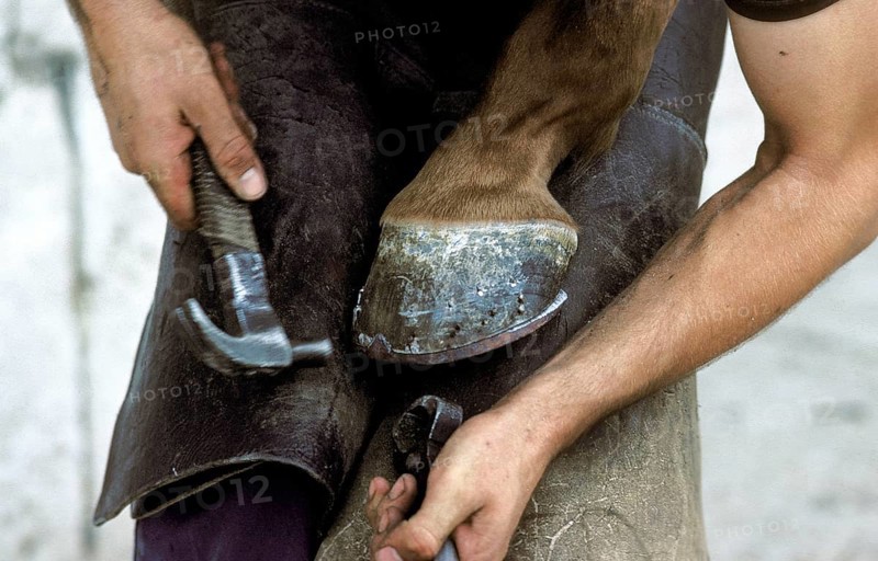 FARRIER SHOEING A HORSE