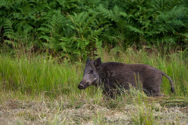 Wild Boar