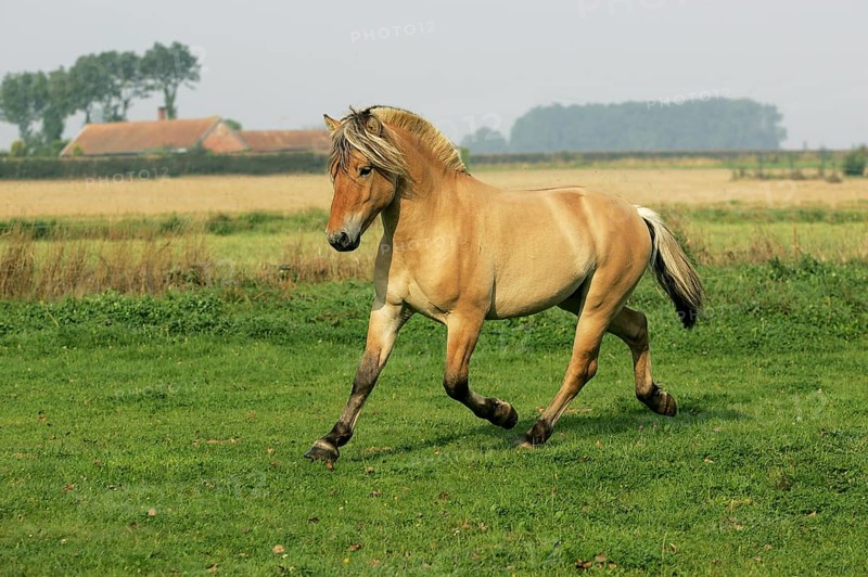 NORWEGIAN FJORD HORSE