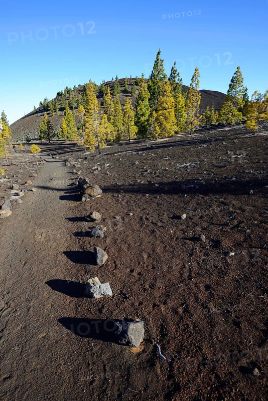 Hiking trails and Canary Island pines