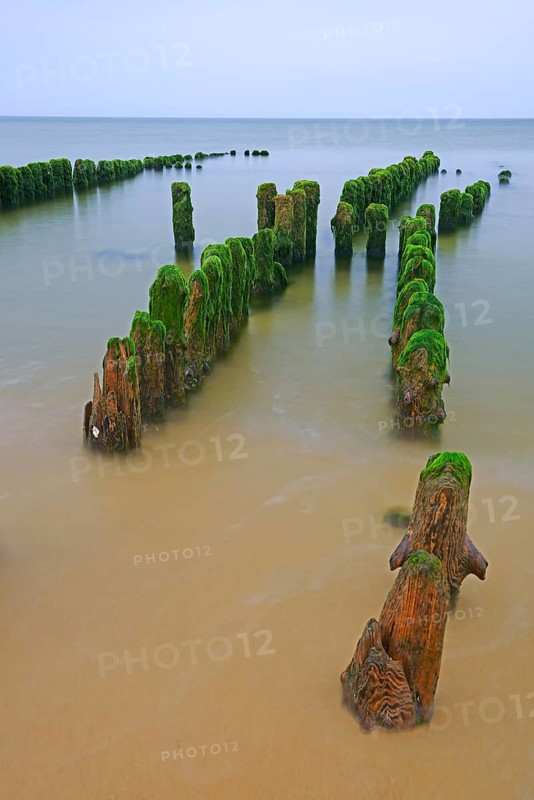Algae-covered groynes in the early morning on the beach of Rantum