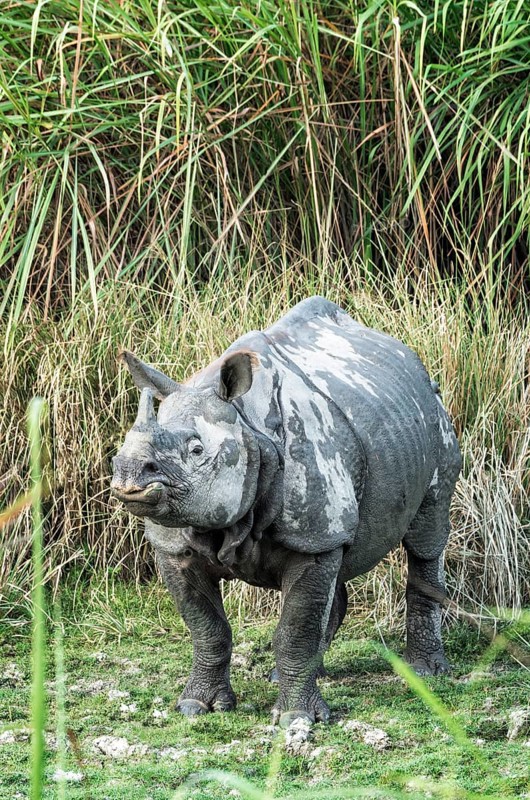 Male Indian rhinoceros