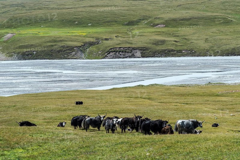 Yak herd