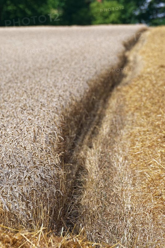Wheat