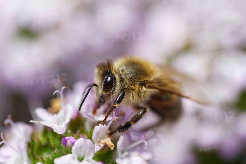 Honey bee