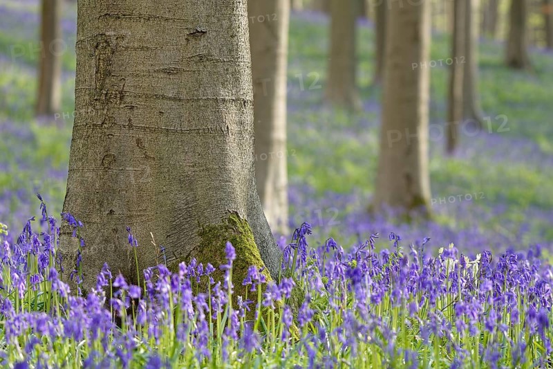Common bluebells