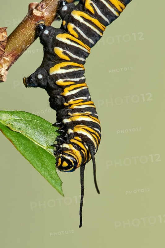 Caterpillar of the monarch butterfly