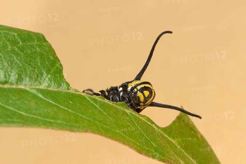Caterpillar of the monarch butterfly