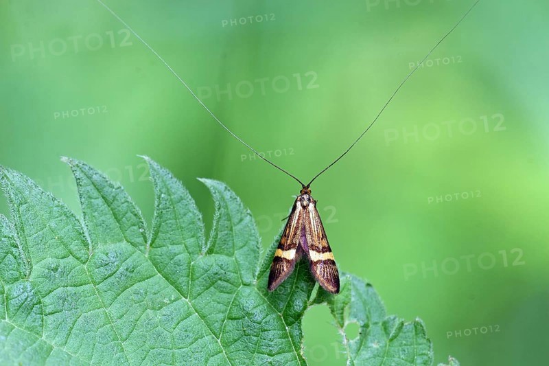 Longhorn moth