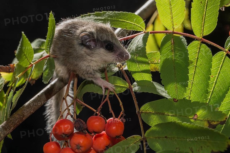 Branch of rowan