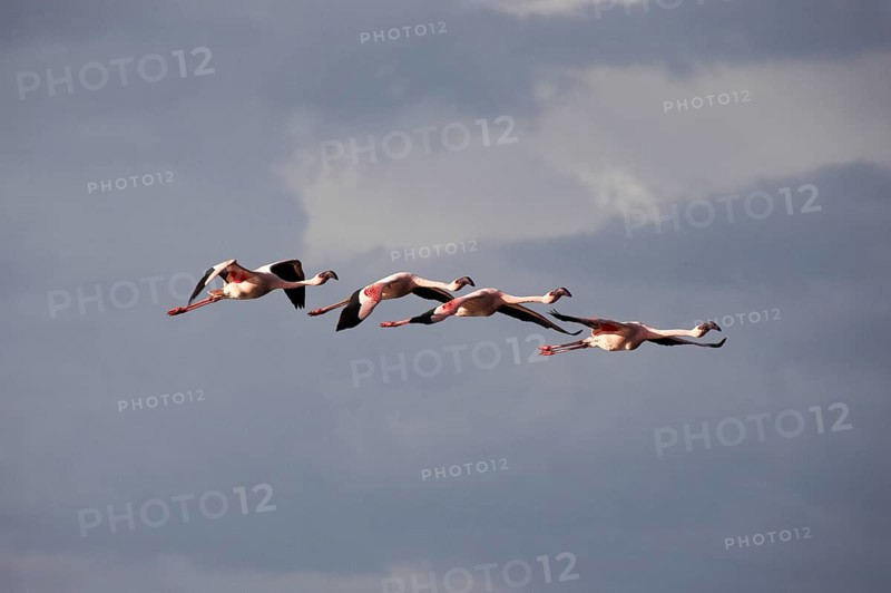 Lesser Flamingo