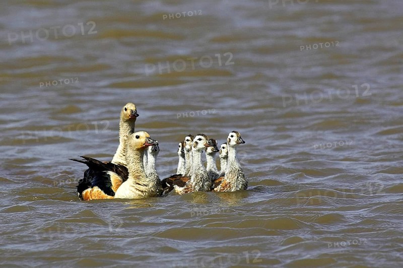 Orinoco goose