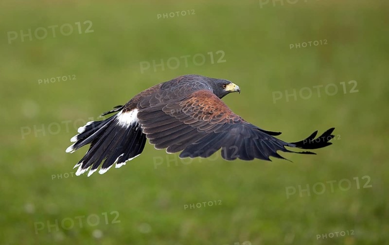 Harris's hawk