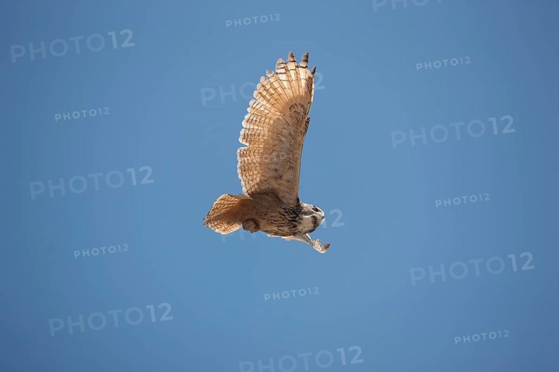 Cape Eagle Owl