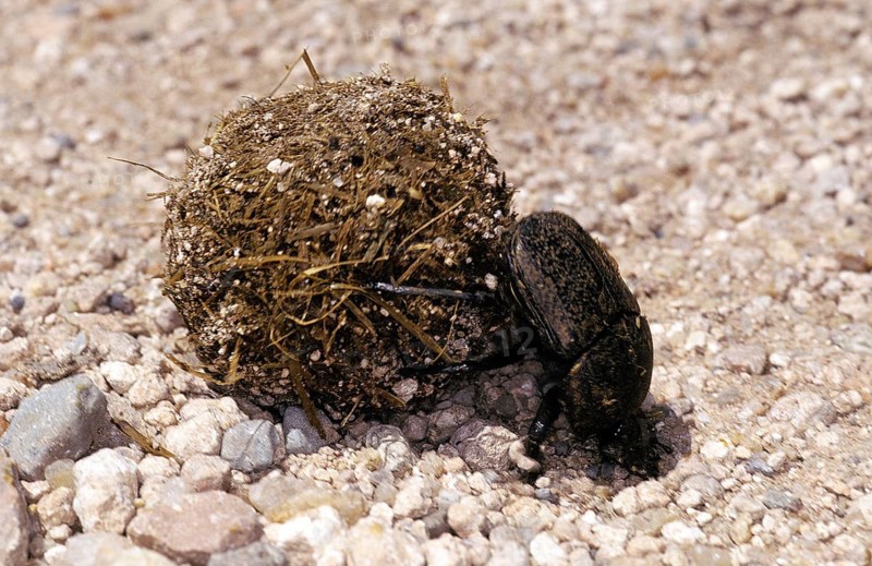 Dung Beetle