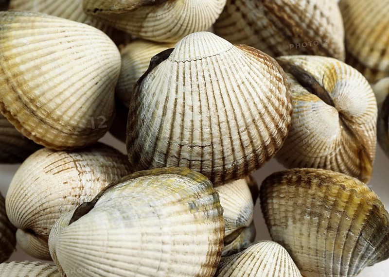 Common Cockle