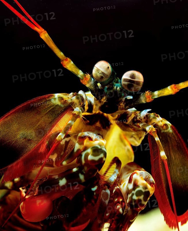 Peacock Mantis Shrimp