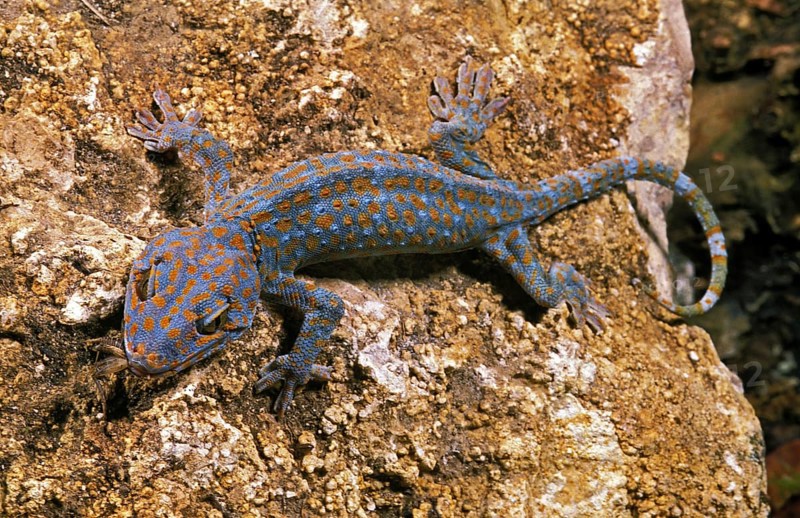 Tokay gecko