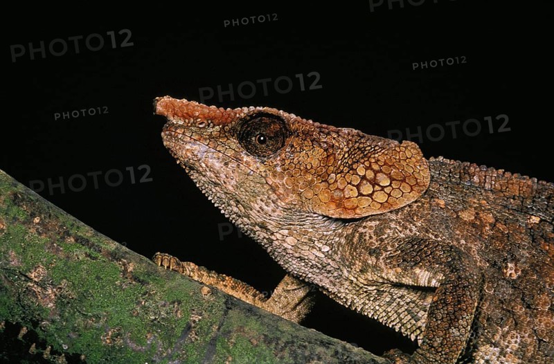 Short horned chameleon