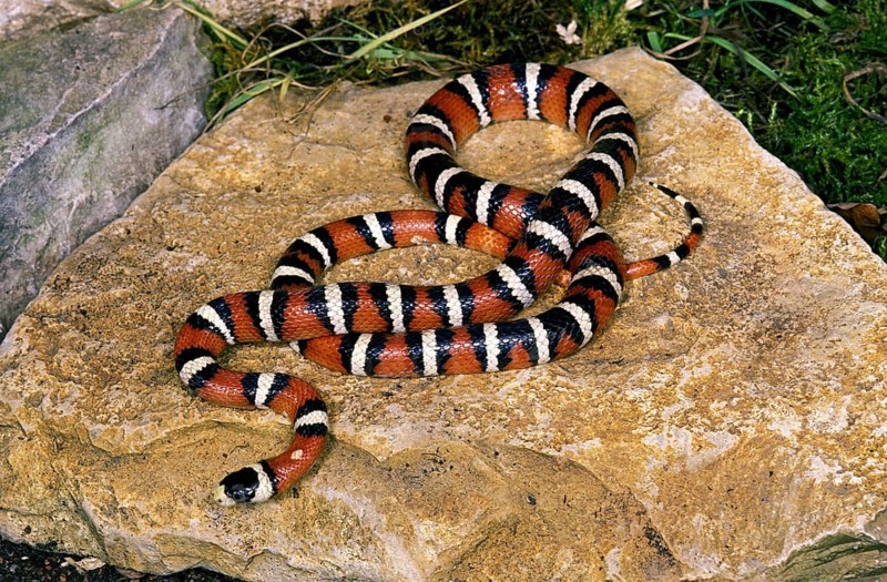 SONORAN Arizona mountain kingsnake