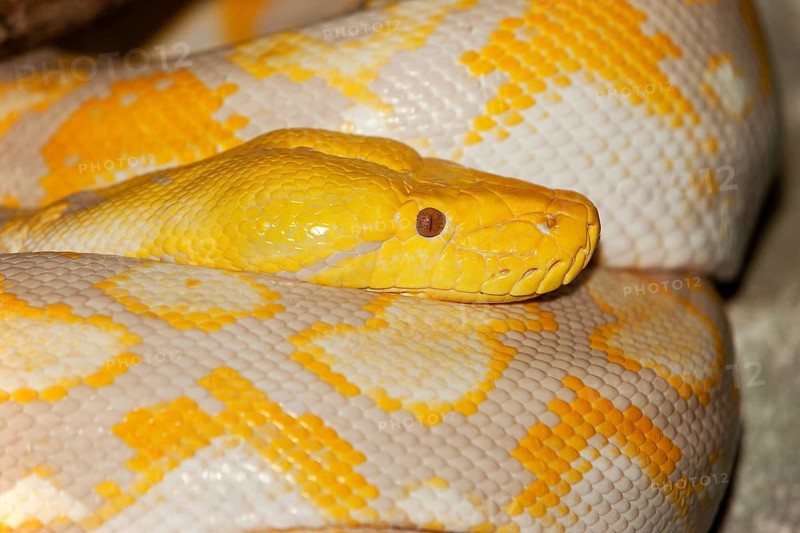 ALBINO RETICULATION PYTHON python reticulatus