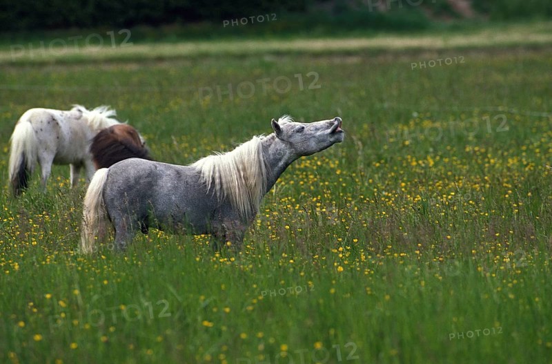 AMERICAN MINIATURE HORSE