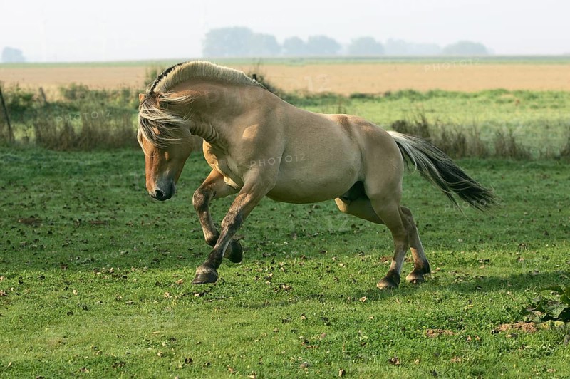 Norwegian fjord stallion