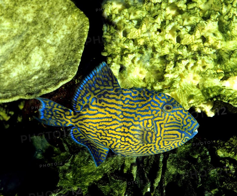 Blue or Blue-Lined Tiggerfish