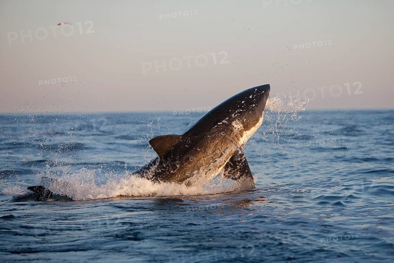 Great white shark