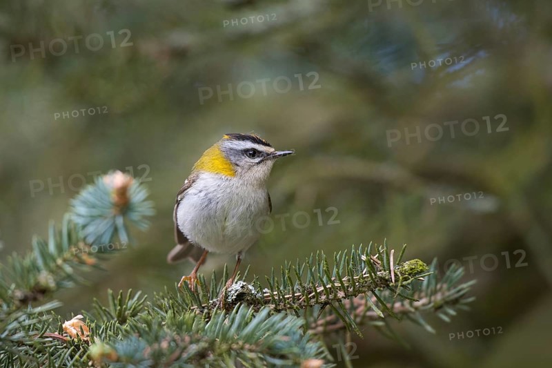 Common firecrest