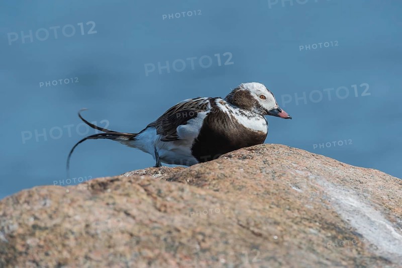 Long-tailed duck