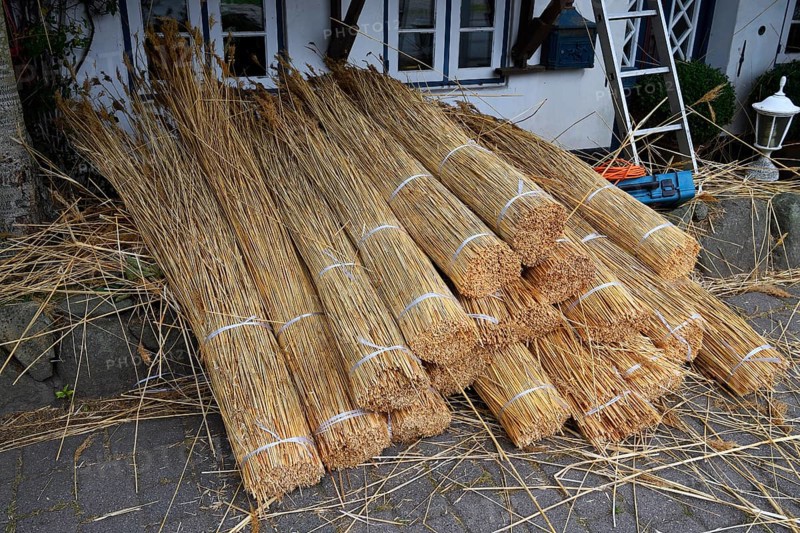 Reed