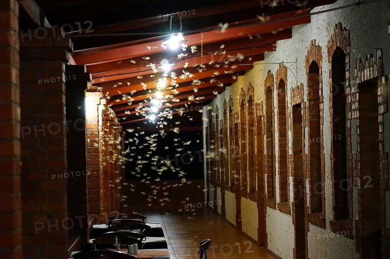 Termites