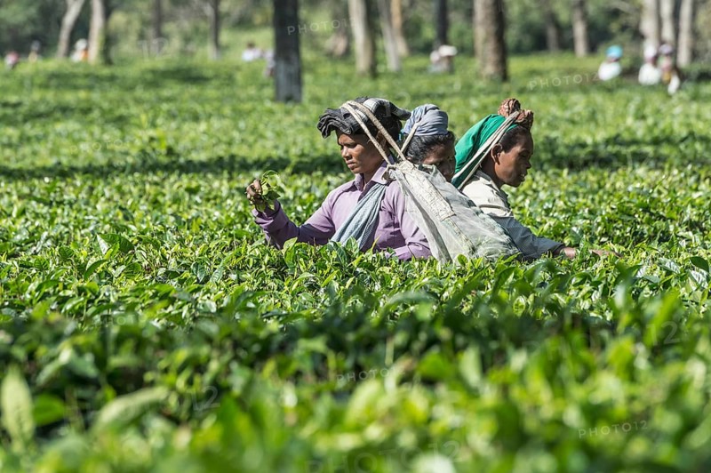 Indian woman picking tea leaves