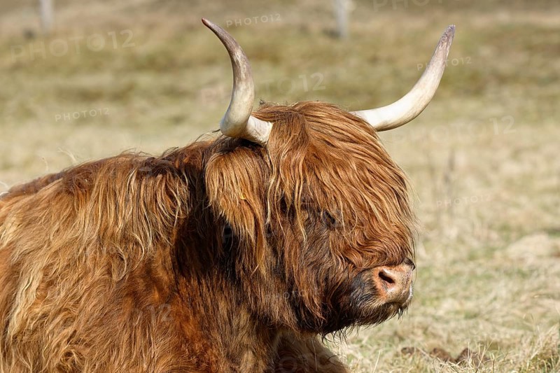 Scottish Highland Cattle on pasture